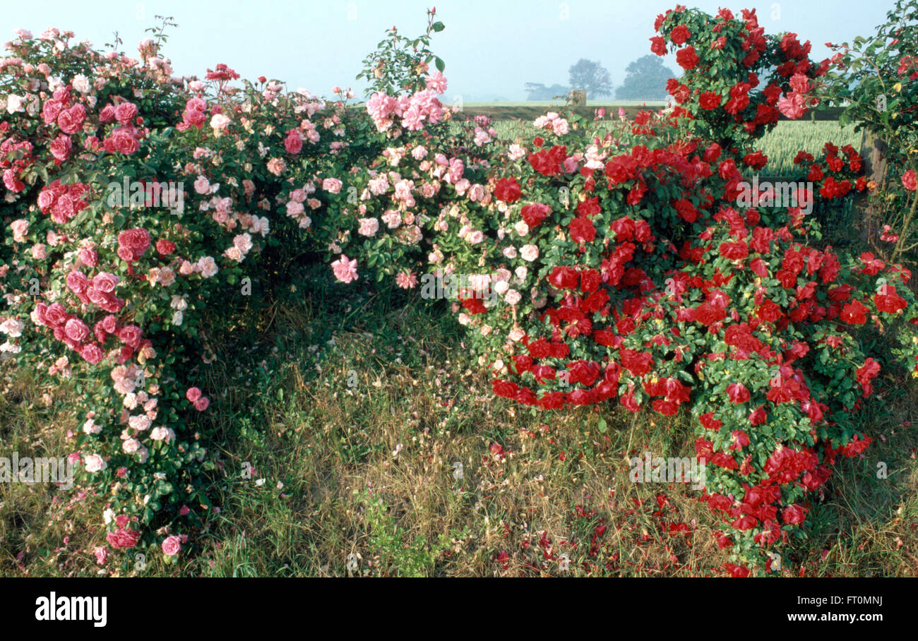 Una siepe di rosso e rosa Rose in un giardino selvaggio Foto Stock
