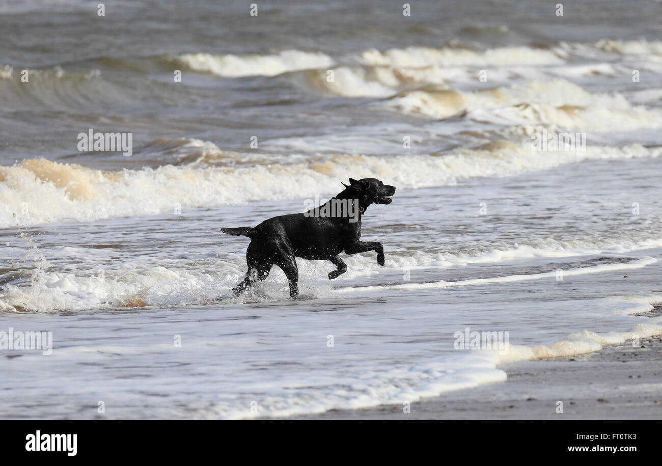 Il labrador nero cane nel surf a Thornham spiaggia sulla costa di Norfolk. Foto Stock