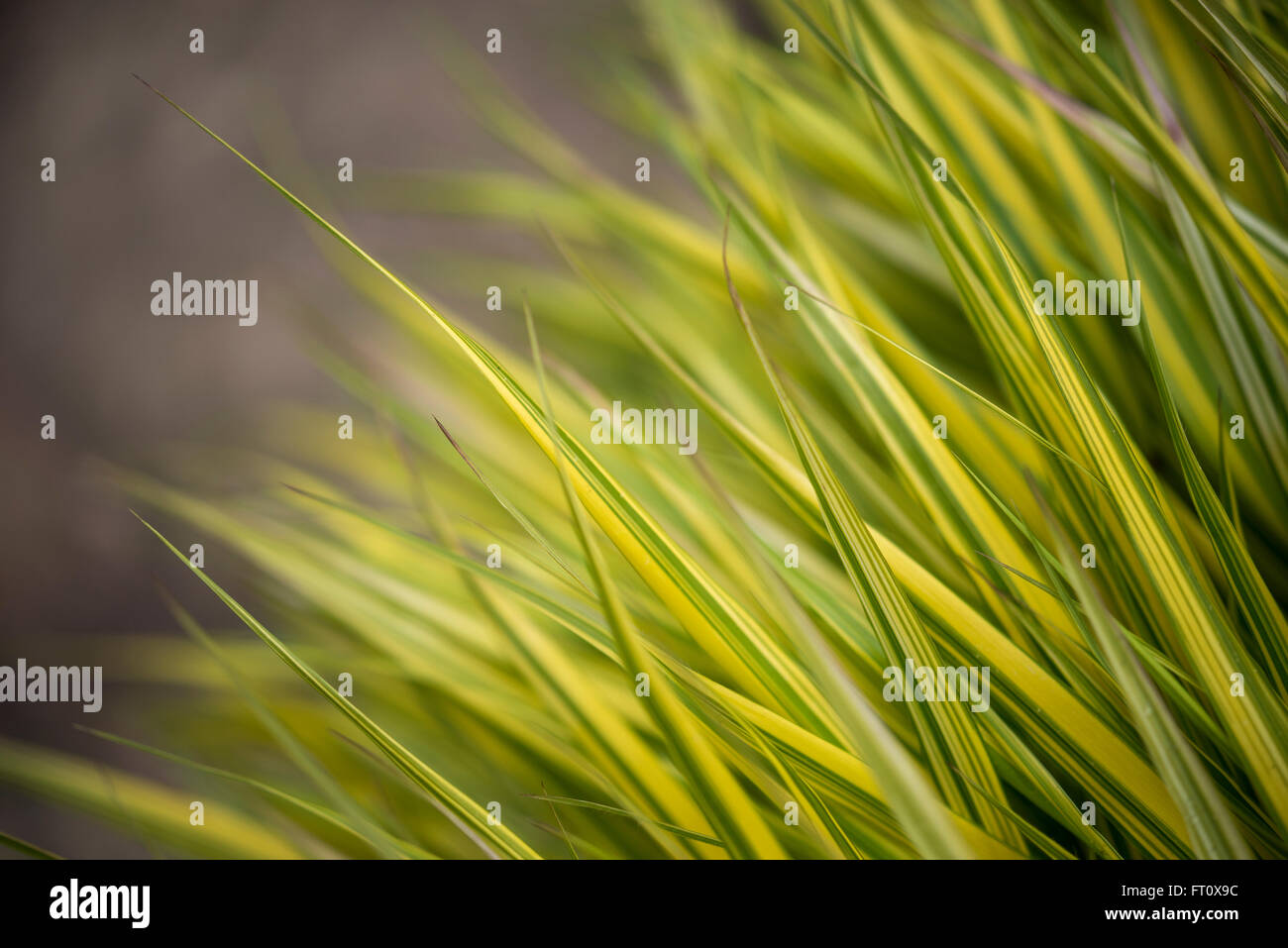 Hakonechloa macra "aureola" visto in stretta verso l'alto. Golden variegata di erba. Foto Stock