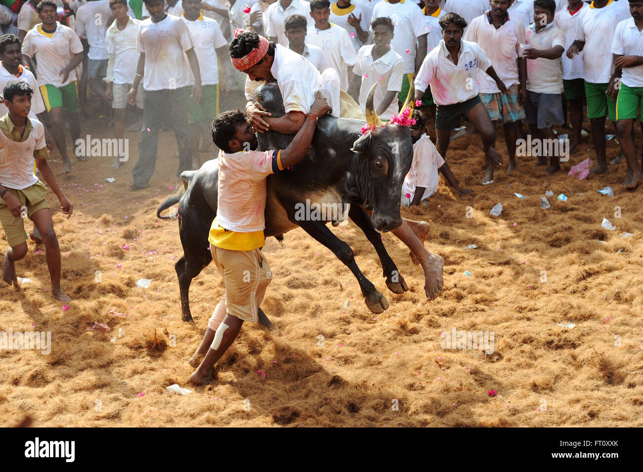 Jallikattu /addomesticare il Bull è una 2000 anno vecchio sport nel Tamilnadu,l'India.it succede durante pongal (harvest festival) celebrazioni Foto Stock
