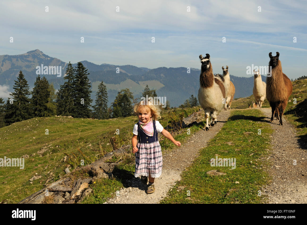 Ragazza e una mandria di llama, alp Stoibenmoeser, Reit im Winkl, Chiemgau, Baviera, Germania Foto Stock