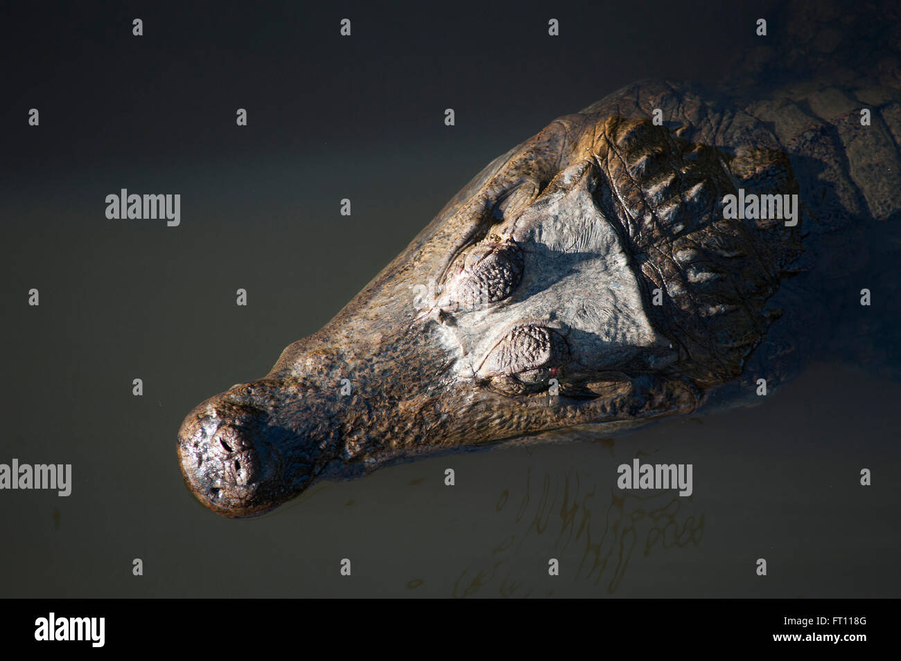 Caimano nero Melanosuchus niger, Lago Vitoria Regia, Manaus, Amazonas, Brasile Foto Stock