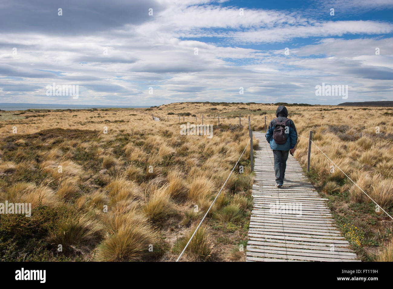 Escursionista a seguito di una passerella, Seno Otway, Punta Arenas, Magallanes y de la Antartica Chilena, Patagonia, Cile Foto Stock