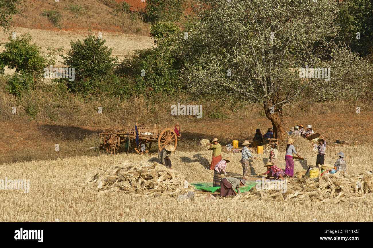 I contadini della trebbiatrice granella sul modo di Pindaya, Stato Shan, MYANMAR Birmania Foto Stock