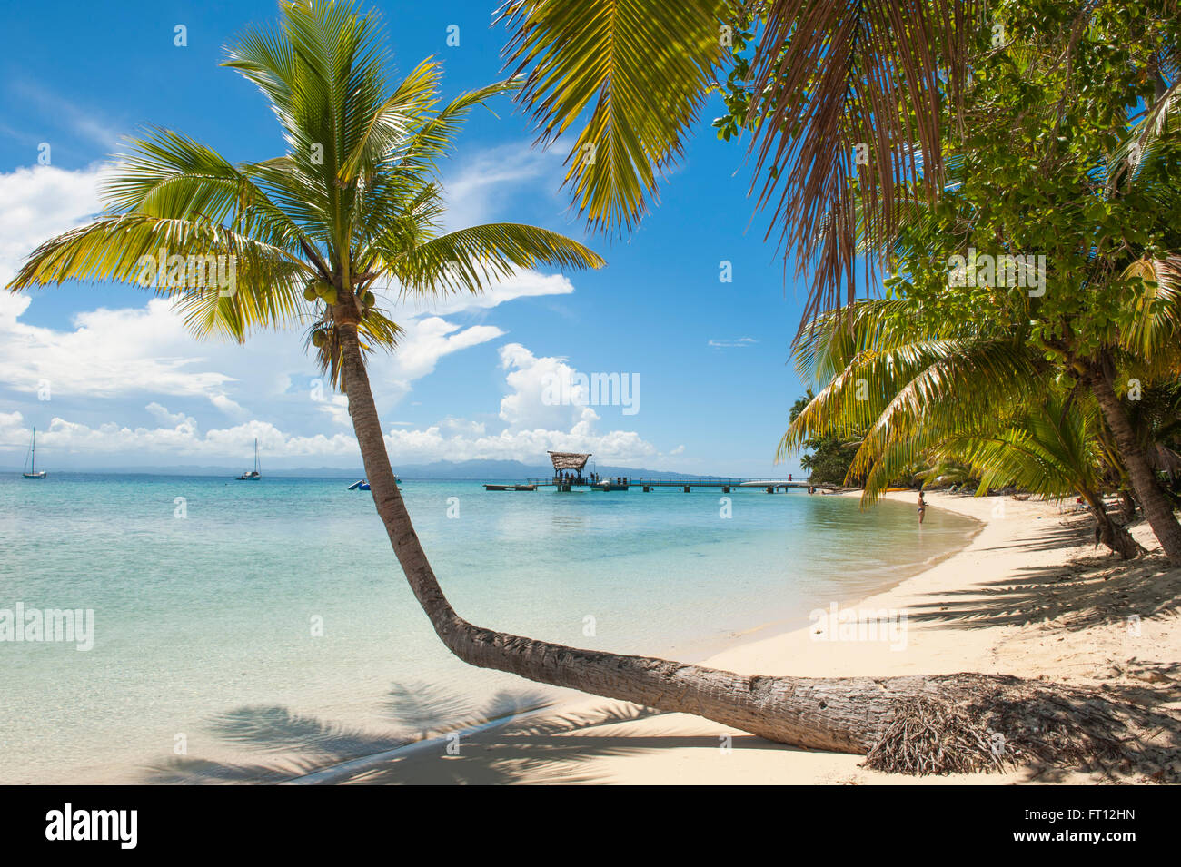 Lone Palm tree su una spiaggia, Leleuvia Island Isole Lomaiviti, Figi e Sud Pacifico Foto Stock