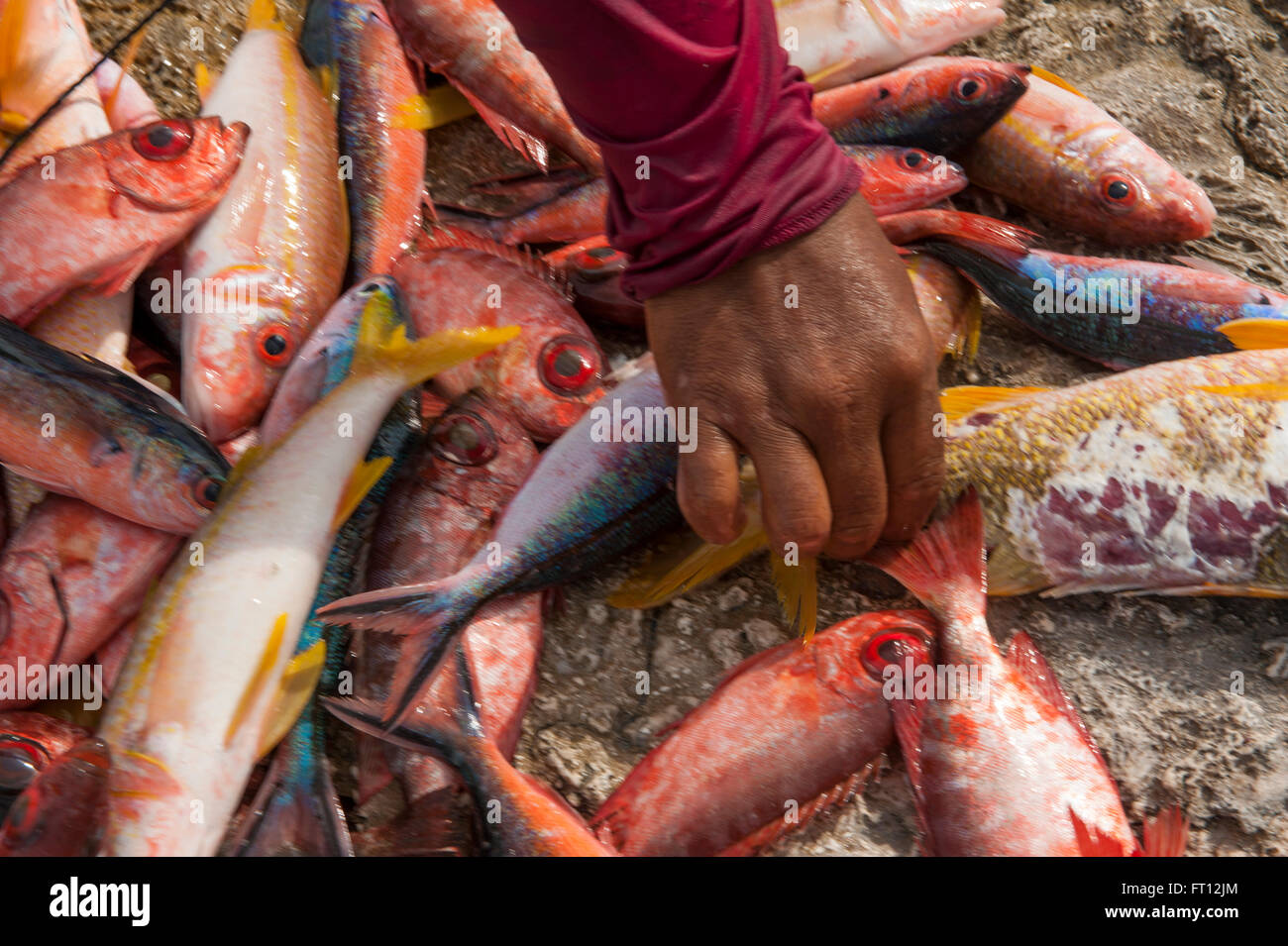 La mano di raggiungere per pesci colorati in vendita su un mercato del pesce, Makemo, isole Tuamotu, Polinesia francese, Sud Pacifico Foto Stock