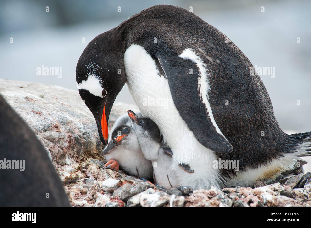 Un pinguino papua Pygoscelis papua madre alimentando i suoi due pulcini, Port Lockroy, isola Wiencke, Antartide Foto Stock