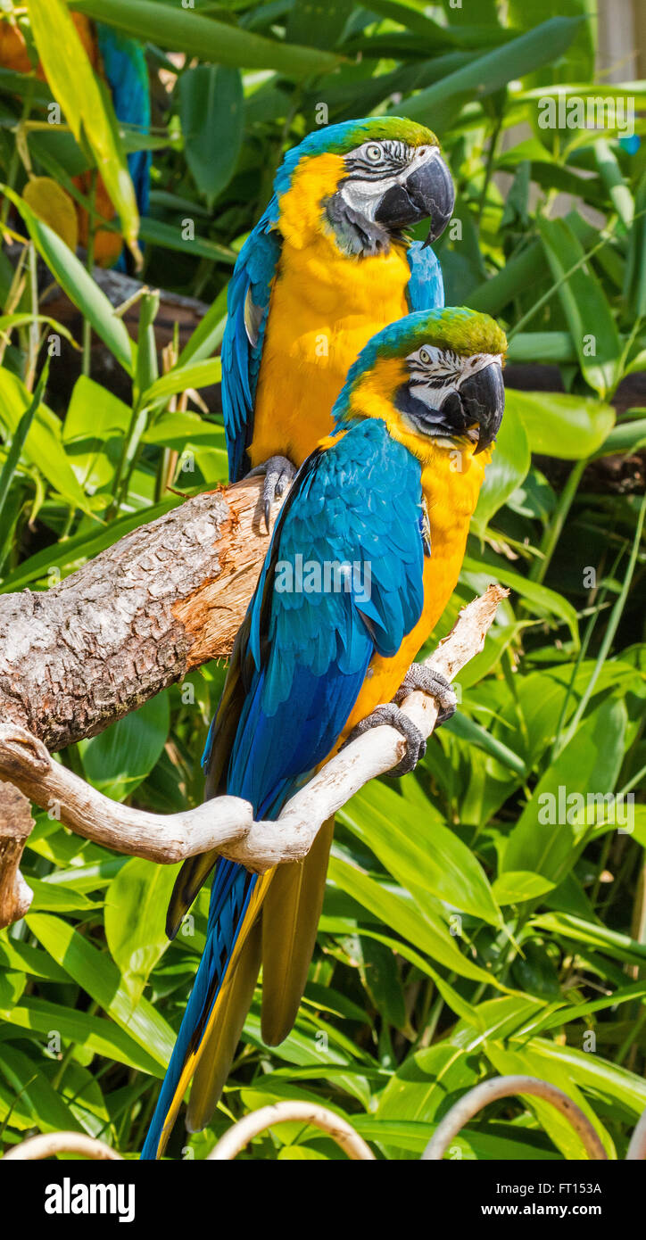 Pappagallo del Macaw Foto Stock