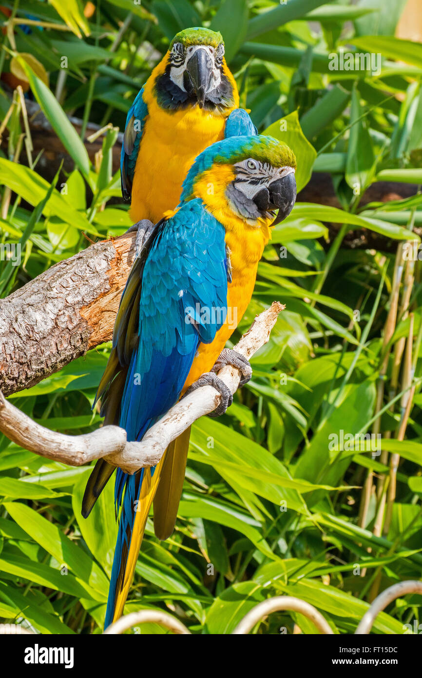 Pappagallo del Macaw Foto Stock