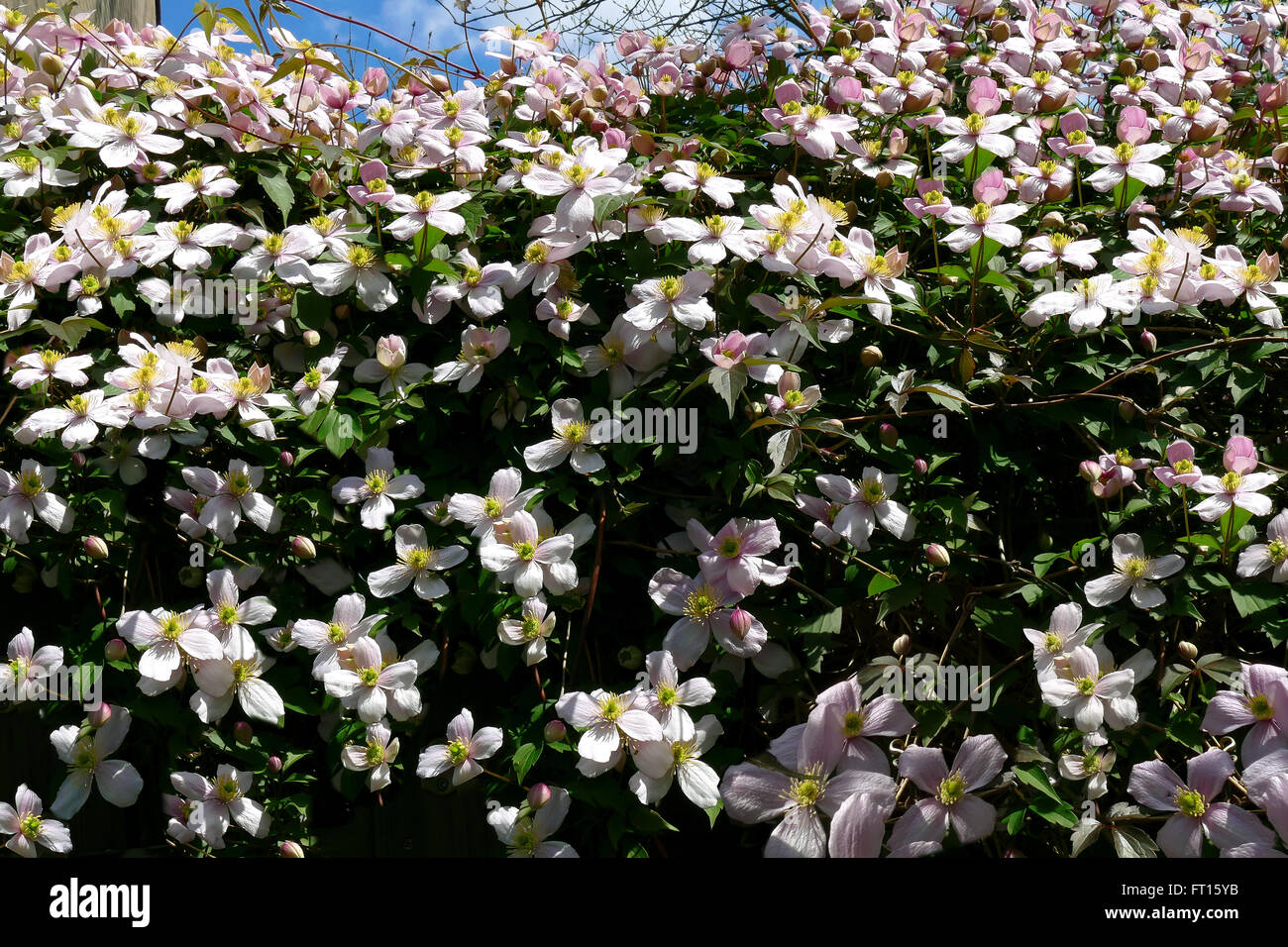 La clematide montana, molti fiori Foto Stock