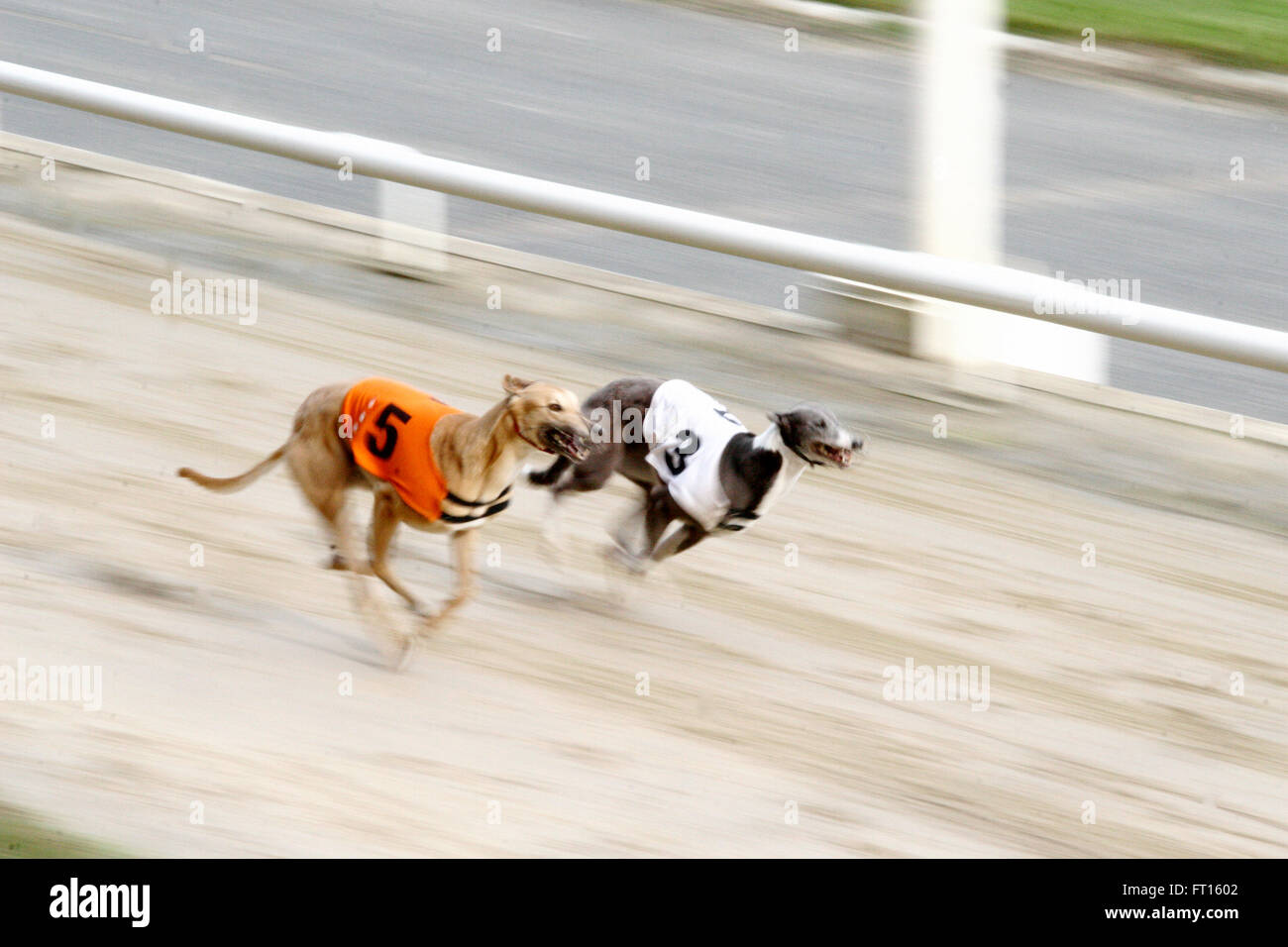 Motion Blur foto di due levrieri racing a Walthamstow Stadium, Londra Foto Stock
