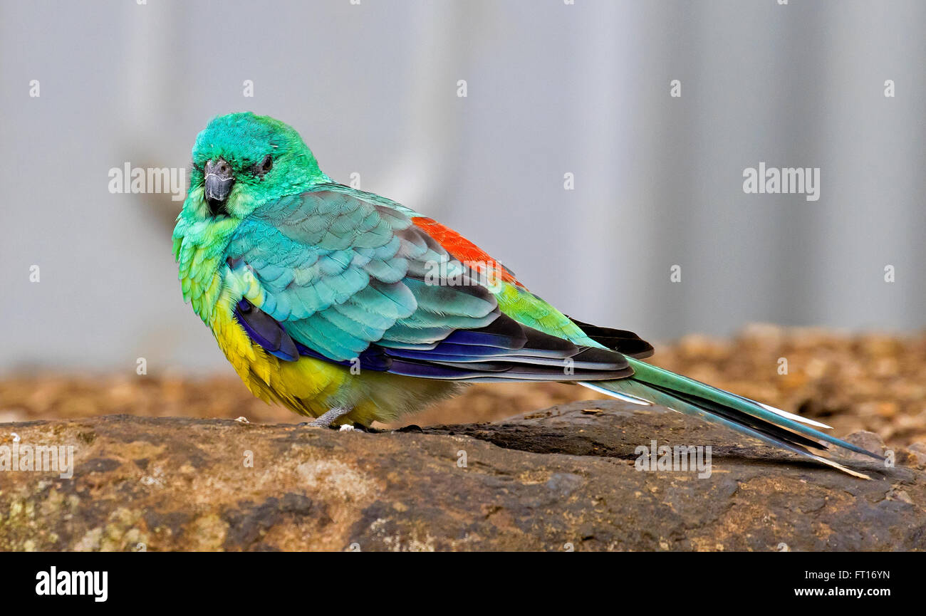 Red-Rumped Parrot Foto Stock