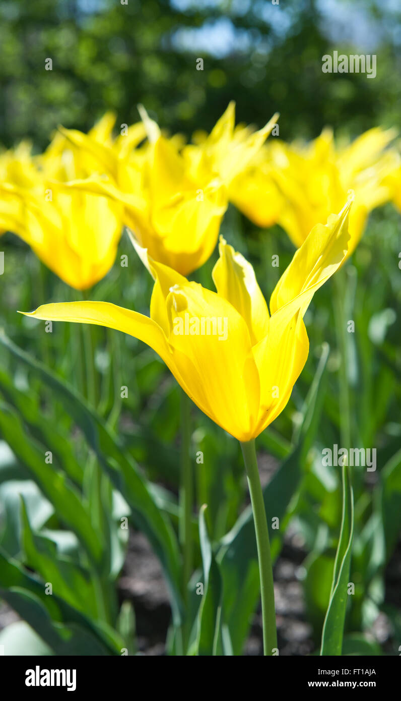 Bella tulipani gialli nel giardino ordina Tulipa westpoint , dal giglio-Gruppo fiorito Foto Stock