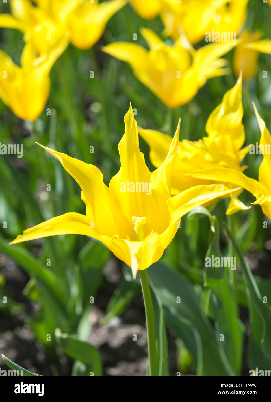 Bella tulipani gialli nel giardino ordina Tulipa westpoint , dal giglio-Gruppo fiorito Foto Stock