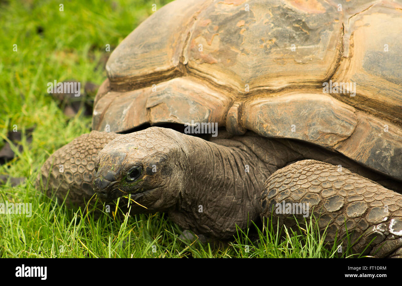 La tartaruga gigante nella vita selvaggia Foto Stock