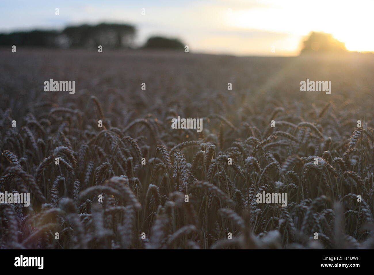 Inglese campo di grano al tramonto Foto Stock