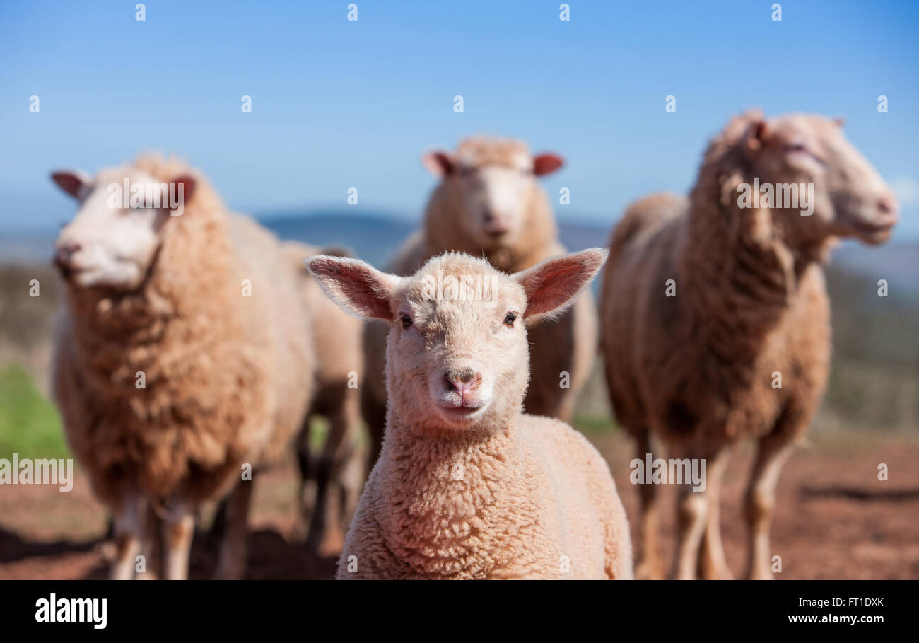 4 pecore di varie epoche in un fuggito a Exmoor Foto Stock