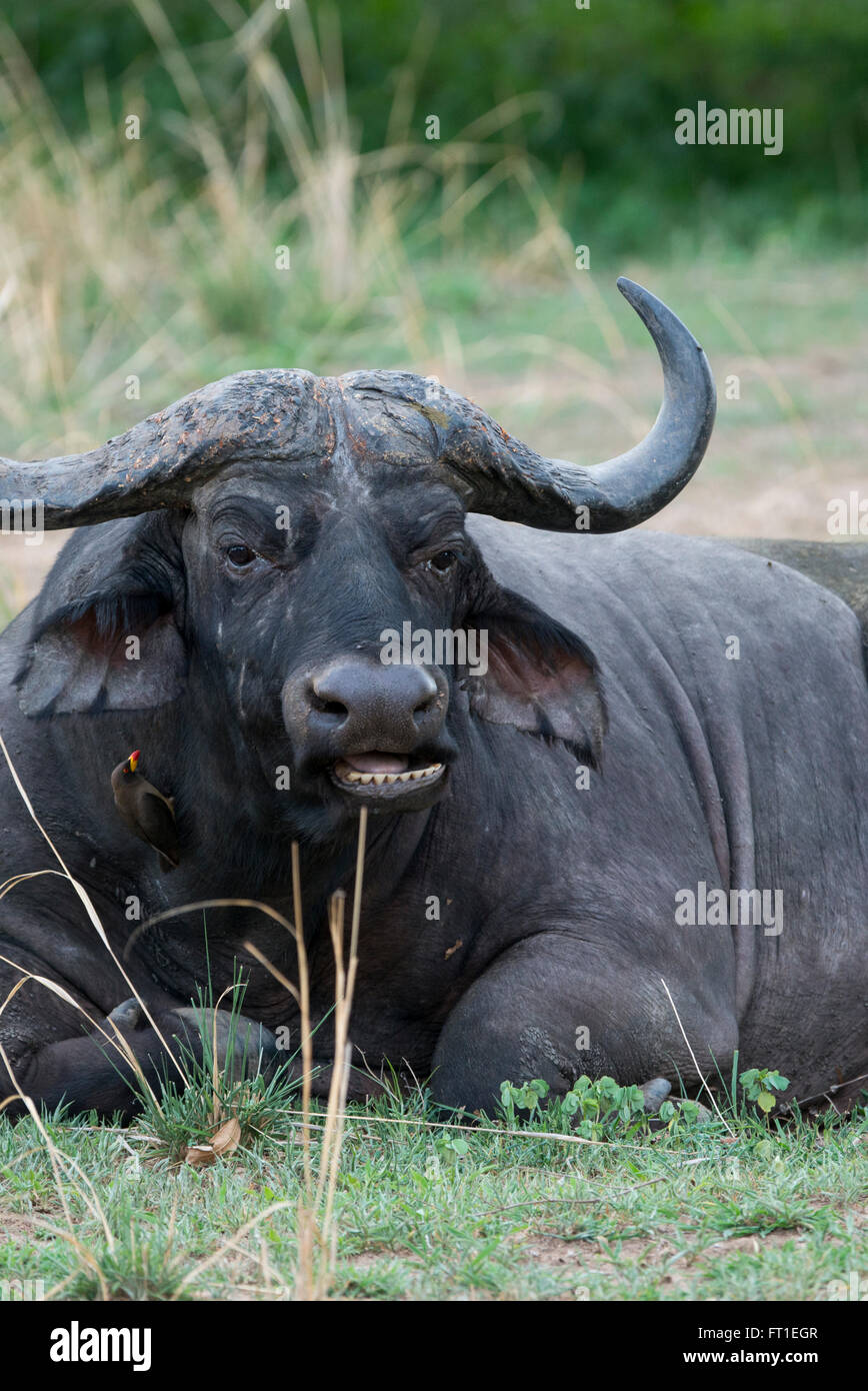 Africa, Zambia, Sud Luangwa National Park, vicino Mfuwe. Bufali (WILD: Syncerus caffer) aka africana di buffalo. Foto Stock