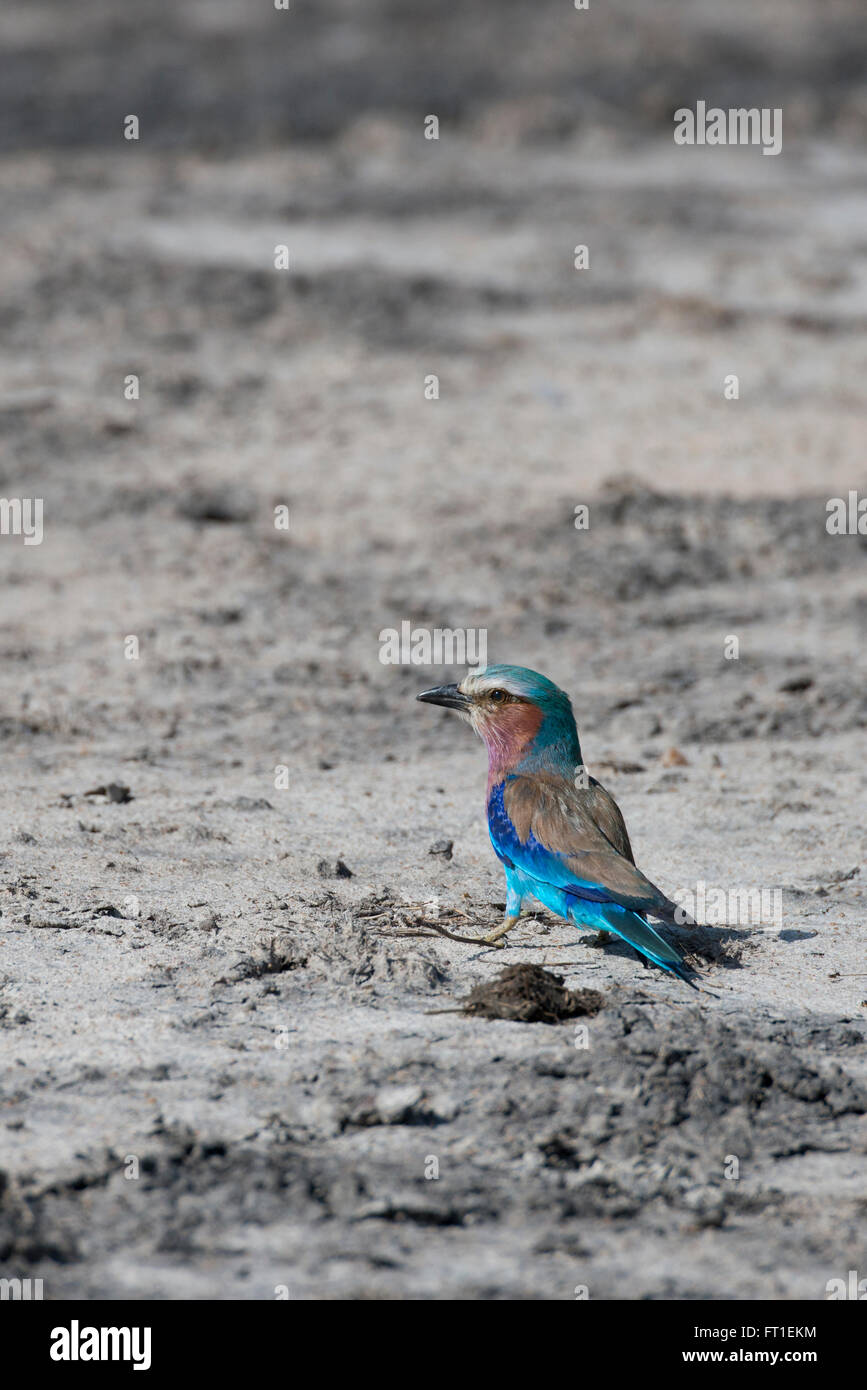 Africa, Zambia, Sud Luangwa National Park Mfuwe. Lilla-breasted rullo (WILD: Coracias caudatus) Foto Stock