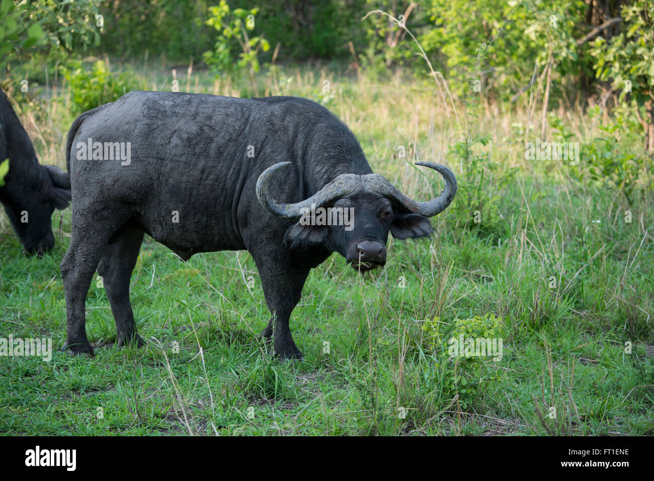 Africa, Zambia, Sud Luangwa National Park, vicino Mfuwe. Bufali (WILD: Syncerus caffer) aka africana di buffalo. Foto Stock