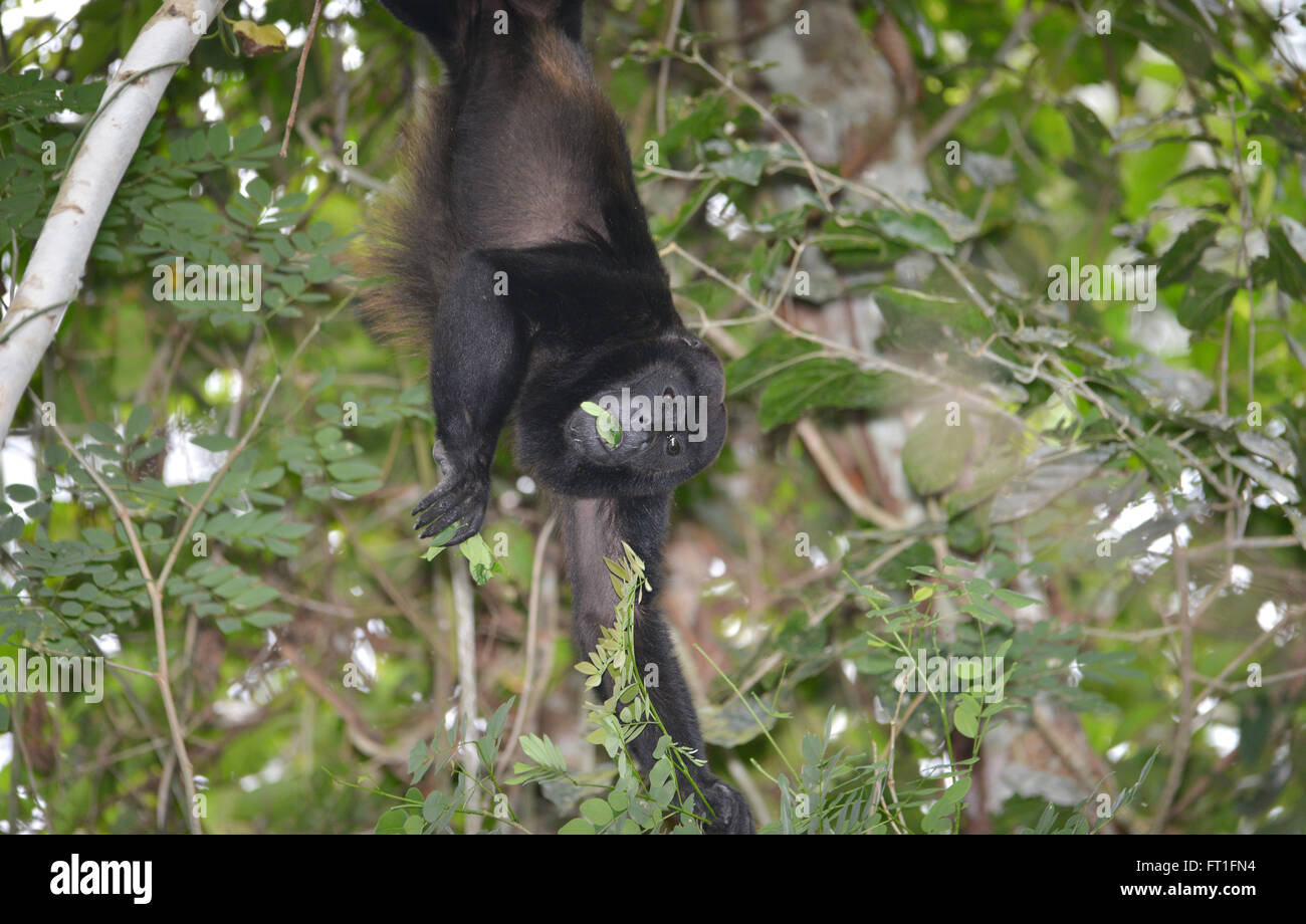 Maschio di scimmia urlatrice sospeso verso il basso a partire da un albero per raccogliere le foglie per mangiare nella foresta pluviale di Panama Foto Stock
