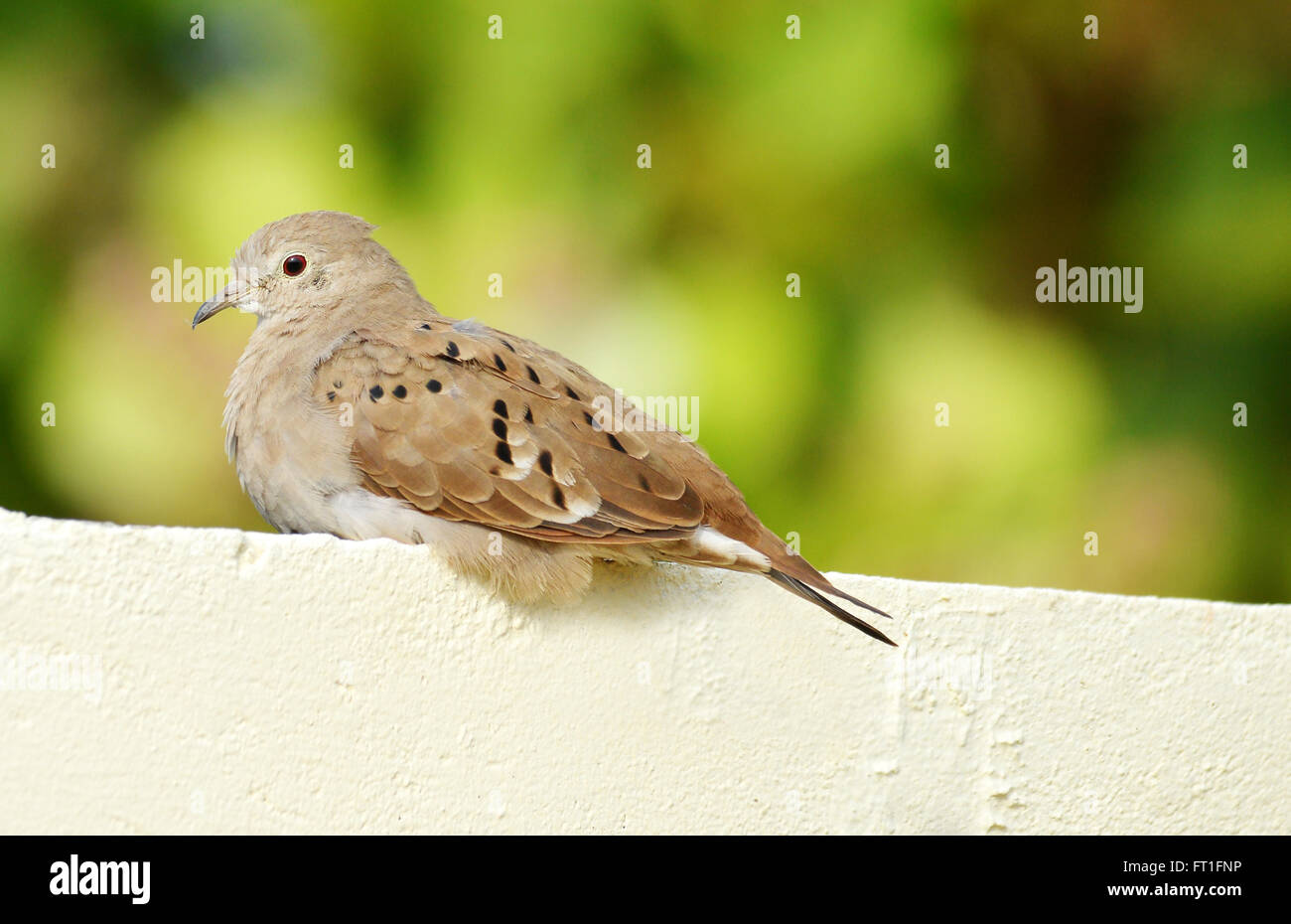 Piccola massa rossiccio colomba di prendere un periodo di riposo in una casa di recinzione in calcestruzzo top Foto Stock
