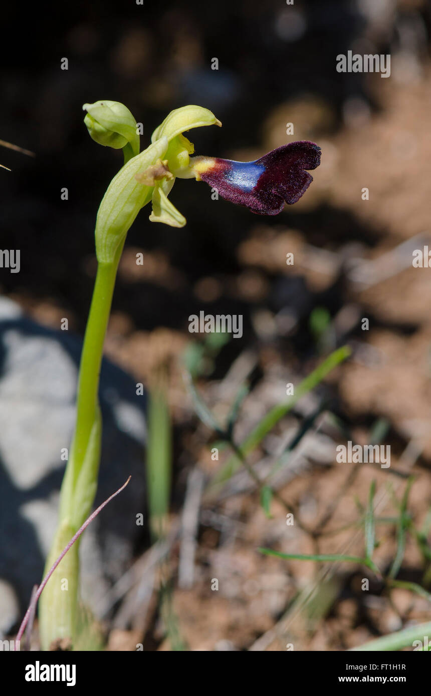 Wild Orchid, Ophrys atlantica, Atlas Orchid, Andalusia, Spagna meridionale. Foto Stock