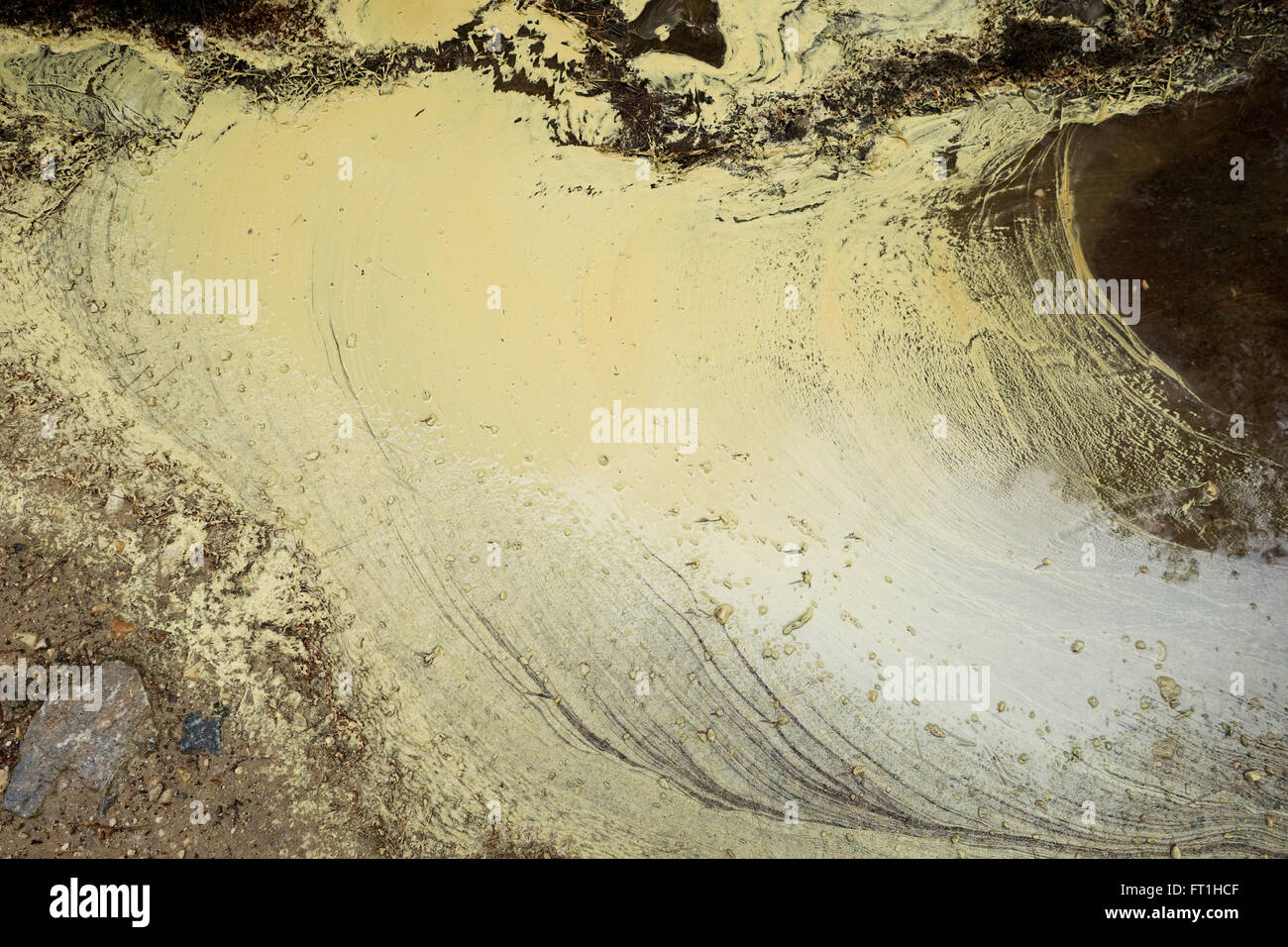 Il polline di primavera di pini galleggiante nella pozza d'acqua dopo la pioggia. Foto Stock