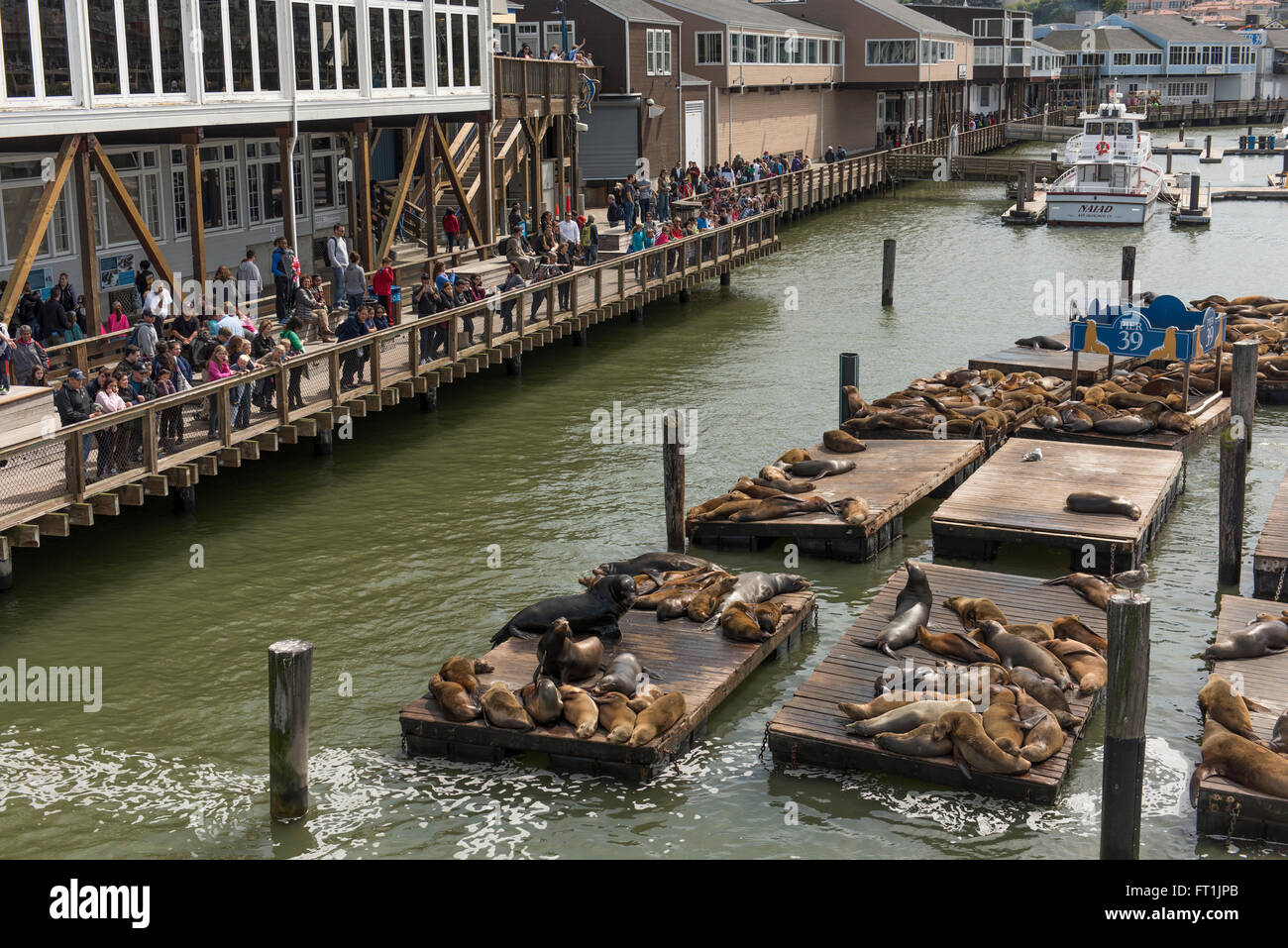 Wild leoni di mare visionati da persone al Molo 39 vicino a Fisherman's Wharf, a San Francisco, California, Stati Uniti d'America Foto Stock