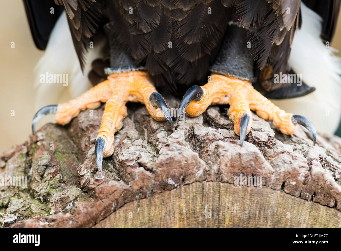 Un aquila calva (Haliaeetus leucophalus AKA Fish Eagle) a Batsford Falconry Centre in Gloucester Foto Stock