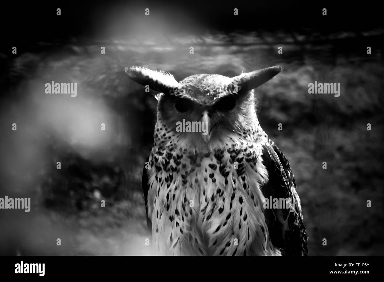 Grande Gufo cornuto Foto Stock