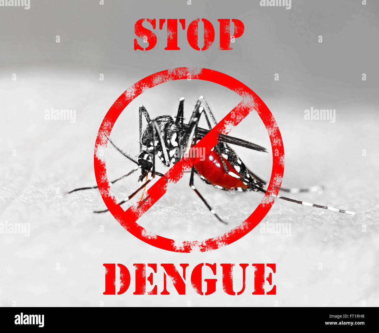 Zanzara tigre (Aedes albopictus) piena di sangue, una specie aliena diffusione di malattie esotiche in Europa Foto Stock