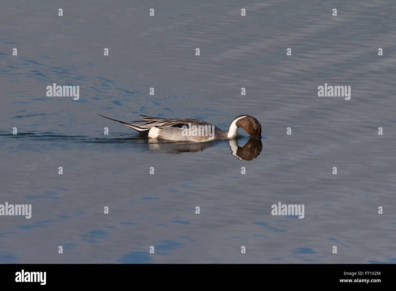 Northern pintail anatra becco schiacciate a Bolsa Chica zone umide, California Foto Stock