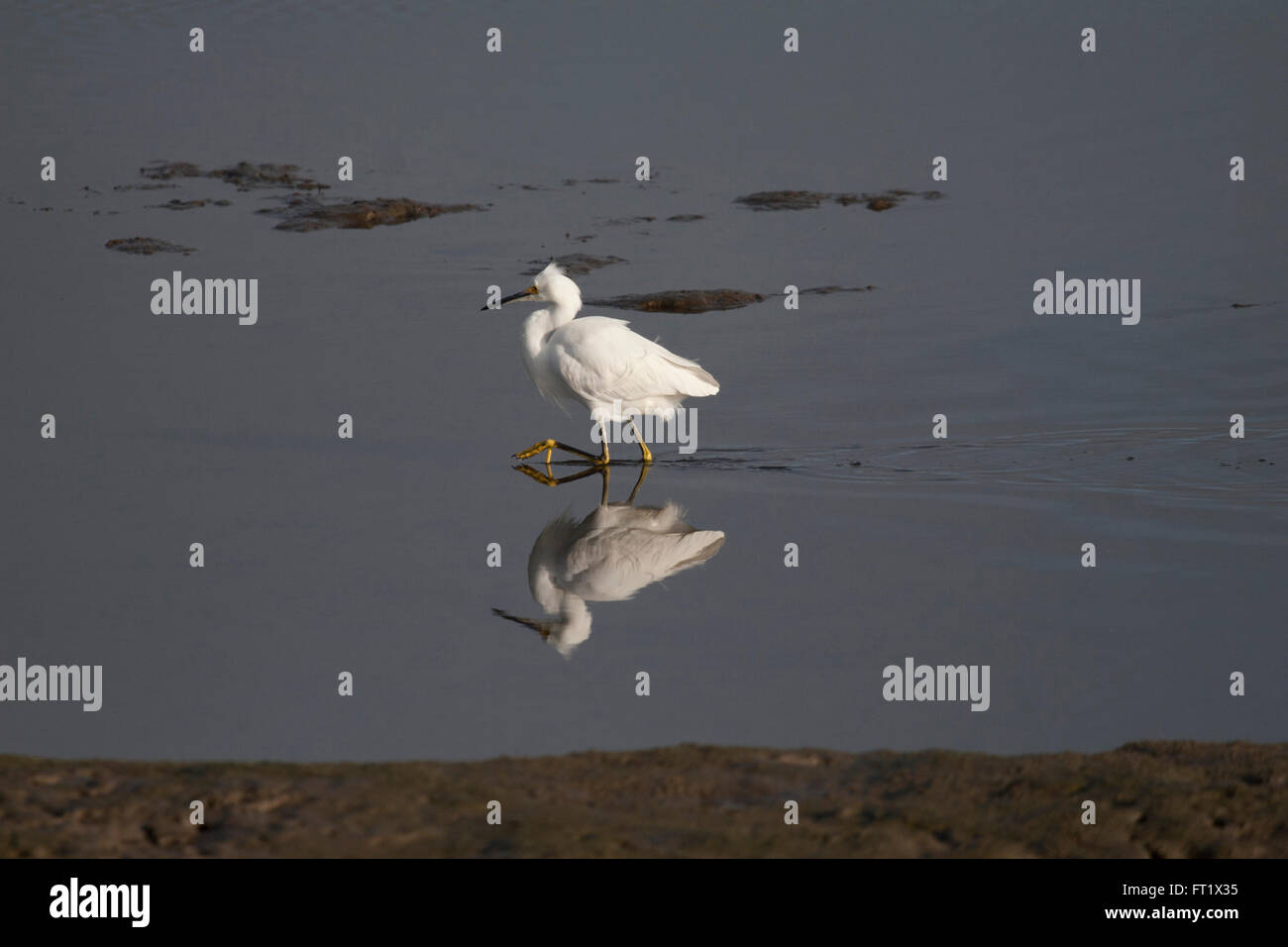 Snowy garzetta wading a Bolsa Chica zone umide, California Foto Stock