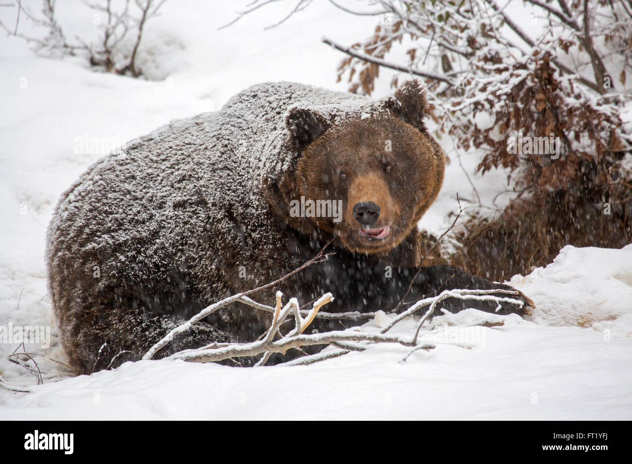 L'orso bruno (Ursus arctos) entrando in den durante la doccia di neve in autunno / inverno Foto Stock