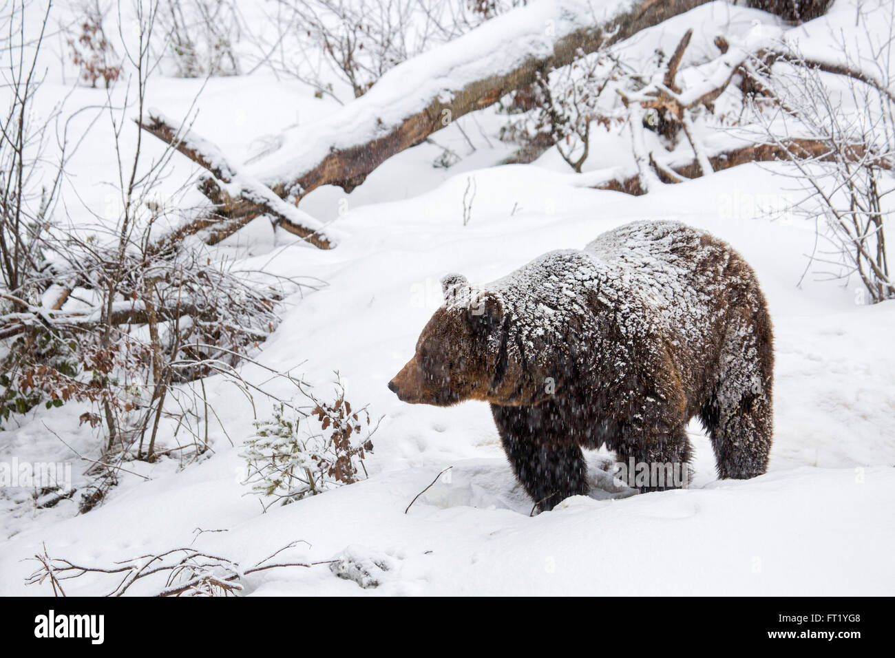L'orso bruno (Ursus arctos) passeggiate nella foresta durante la doccia di neve in inverno / autunno / molla Foto Stock