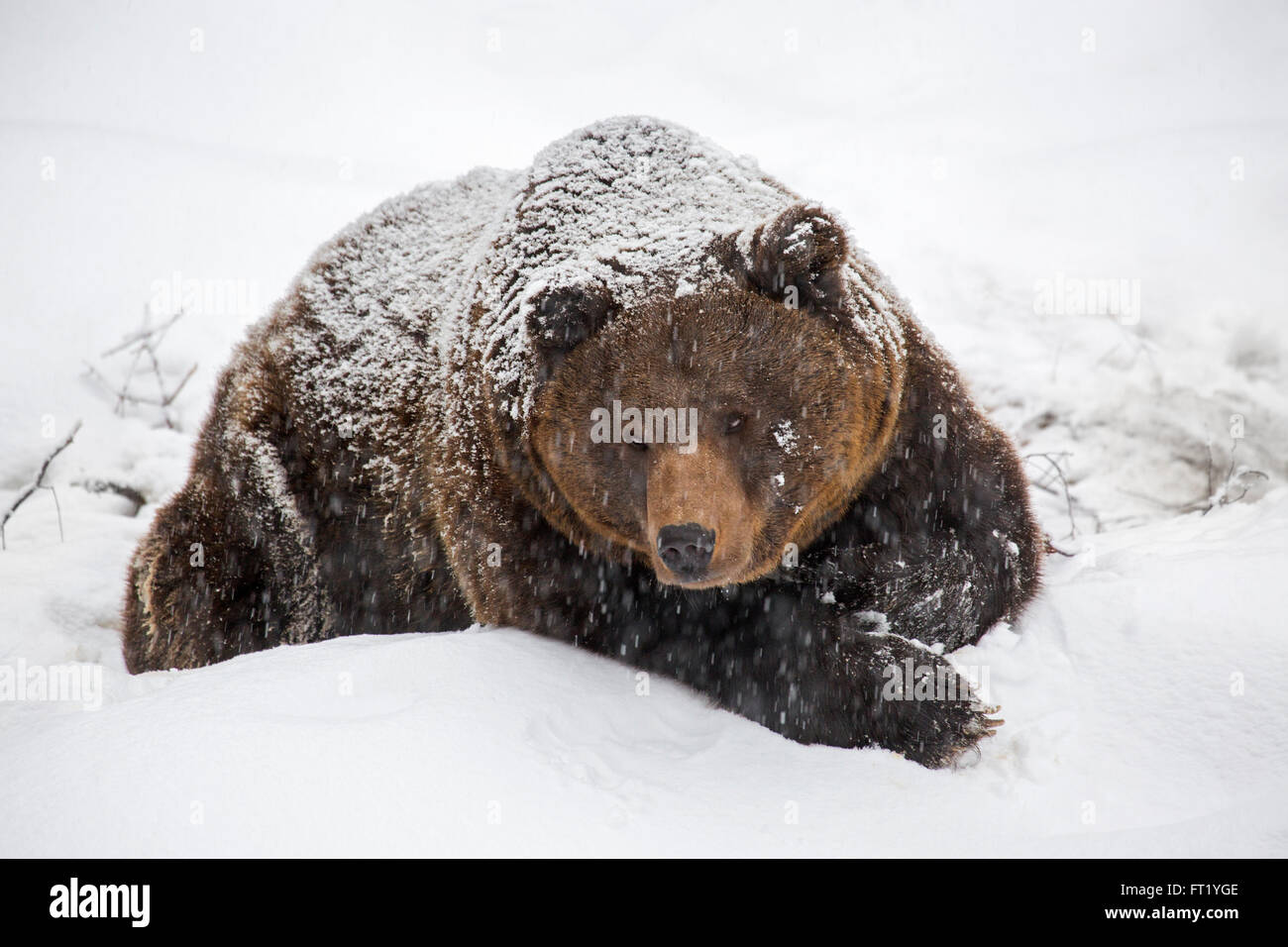 L'orso bruno (Ursus arctos) di appoggio durante la doccia di neve in inverno / autunno / molla Foto Stock