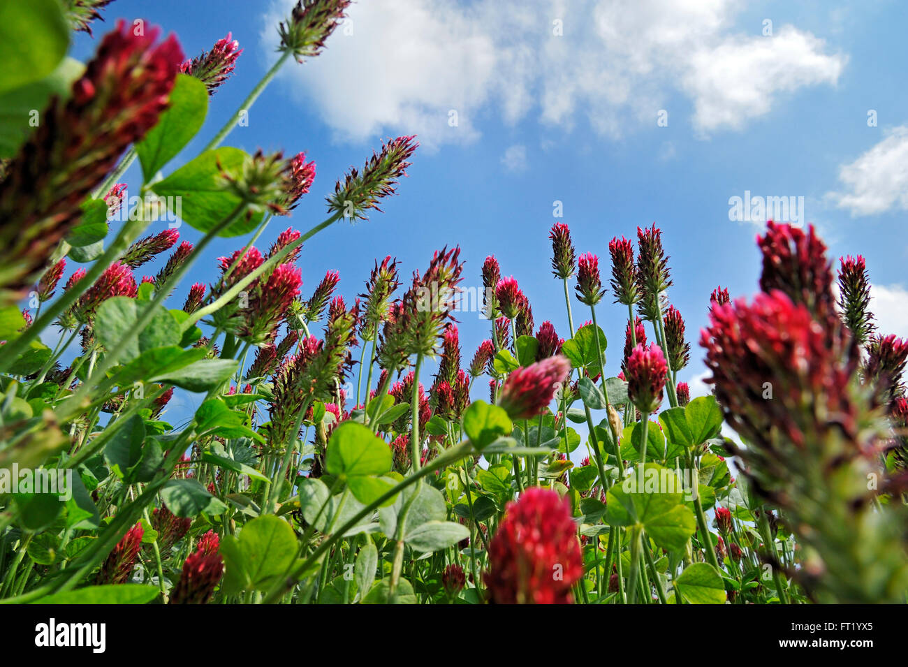 Campo di trifoglio di cremisi / Italiano di trifoglio rosso (Trifolium incarnatum) coltivata come foraggio per il bestiame Foto Stock