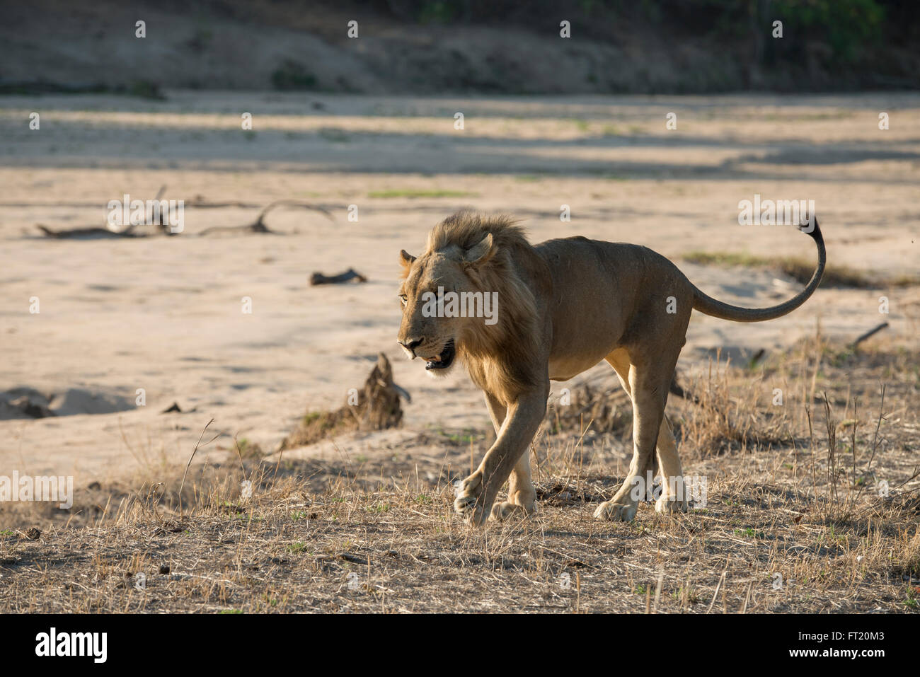 Africa, Zambia, Sud Luangwa National Park Mfuwe. Grande maschio lion (WILD: Panthera leo) passeggiate lungo la riva a secco. Foto Stock