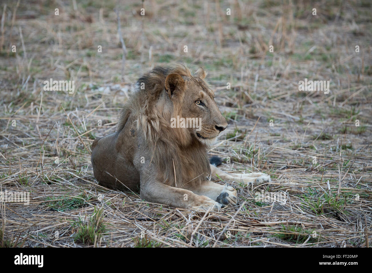 Africa, Zambia, Sud Luangwa National Park Mfuwe. Maschio di leone (WILD: Panthera leo). Foto Stock