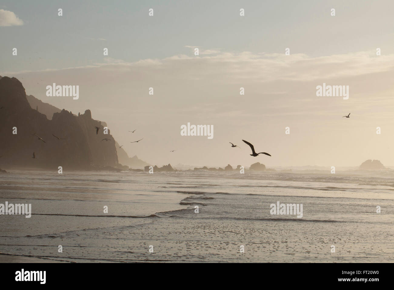 Gabbiani di fronte wild Oceano Atlantico costa in Portogallo al tramonto. Foto Stock