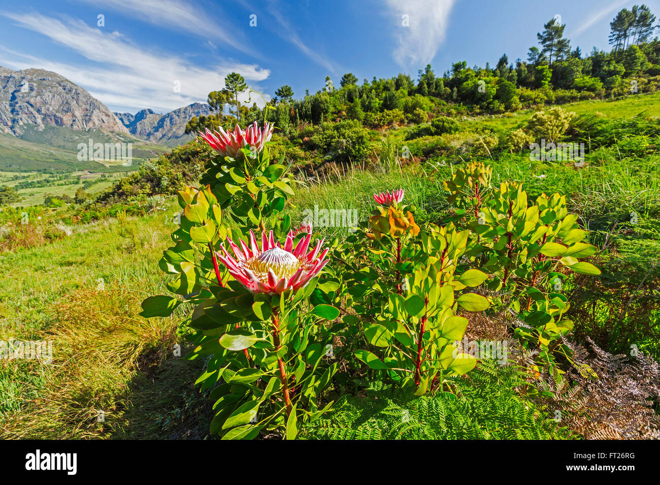 Re protea (Protea cynaroides) in piena fioritura sulle pendici della montagna di Simonsberg da Stellenbosch, Sud Africa. Foto Stock