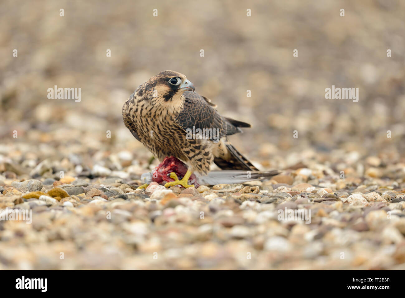 Falco pellegrino / Duck Hawk ( Falco peregrinus ), giovane rapace, seduta sul terreno ghiaiose, alimentazione sulla preda. Foto Stock