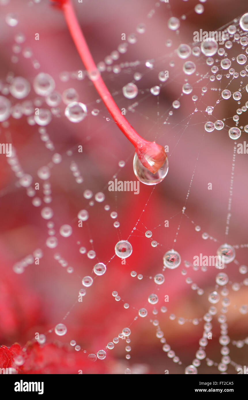 Gocce di pioggia sulla spider web su Acia Foto Stock