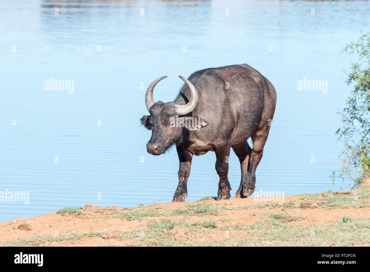 Un africano Buffalo a camminare al fianco di acqua Foto Stock Un africano Buffalo a camminare al fianco di acqua Foto Stock