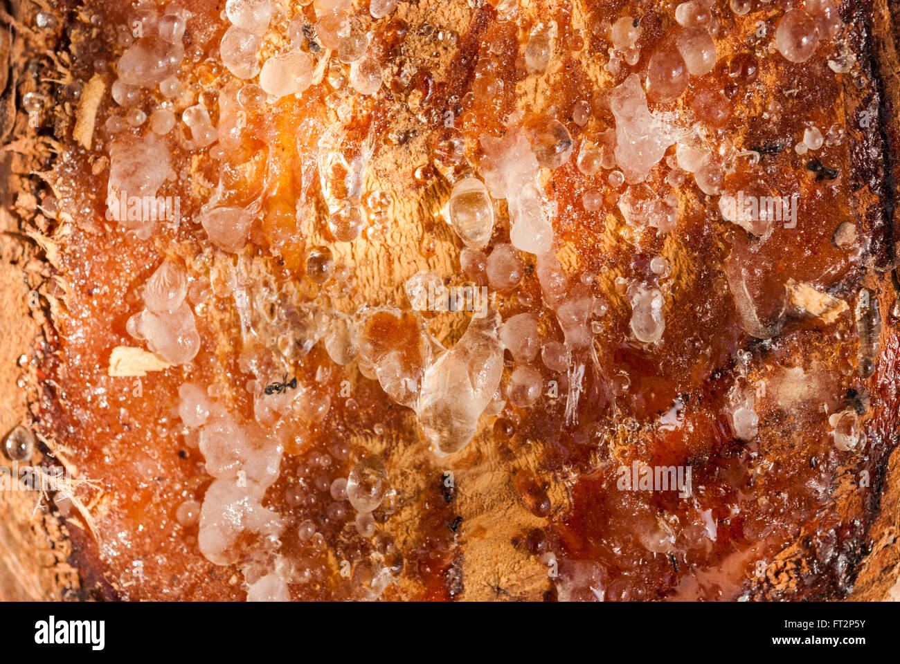 Gocce di resina di pino di formiche su albero sezione trasversale closeup. Textured background. Foto Stock