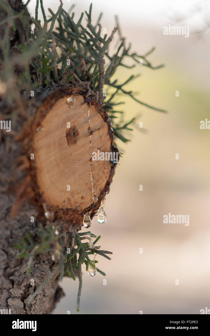 Gocce di resina di pino su albero sezione trasversale closeup. Soft focus. Sfondo testurizzata Foto Stock