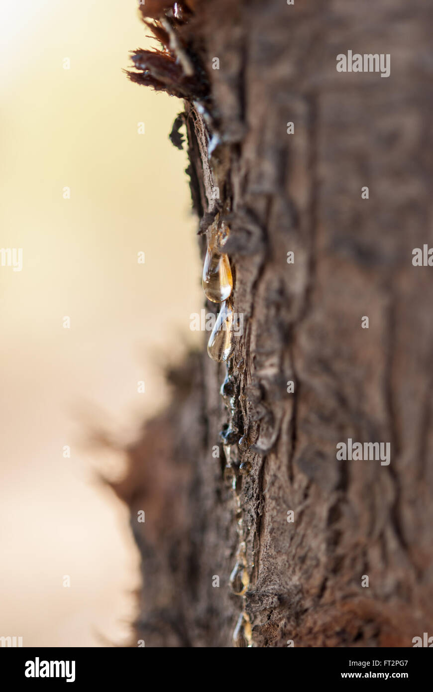Goccia di resina di pino sulla corteccia di albero closeup. Soft focus. Foto Stock