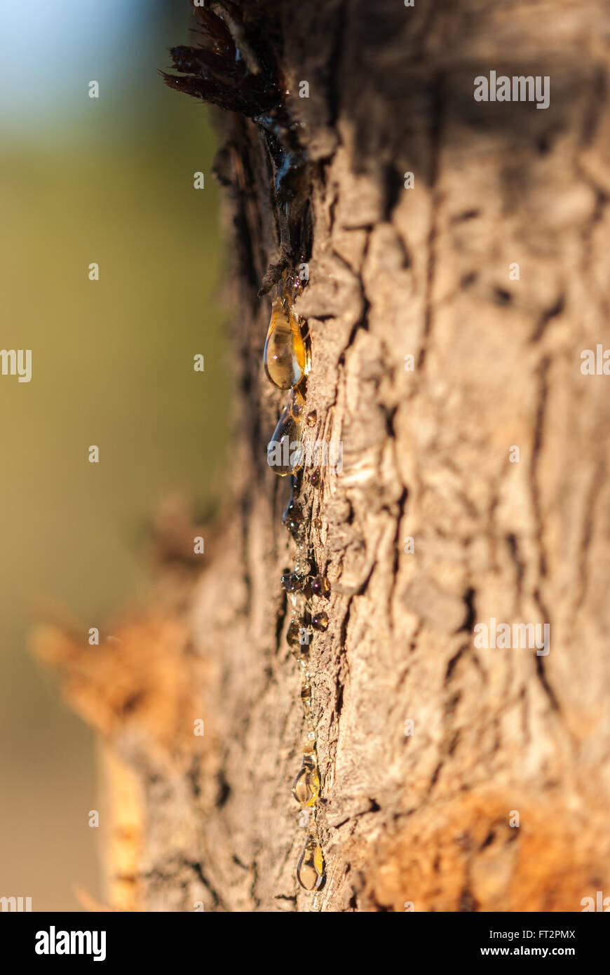 Goccia di resina di pino sulla corteccia di albero closeup. Soft focus. Foto Stock