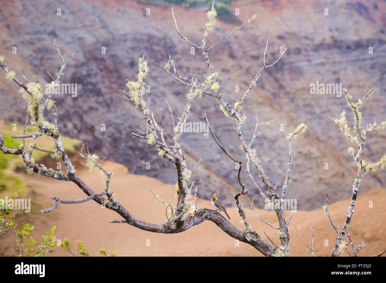 Bird in appoggio sul lichene giallo su ramoscelli di albero Foto Stock